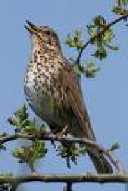 yale_bird_110875267.jpg yale_bird_110875267.jpg