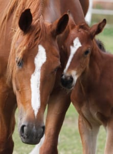 horse