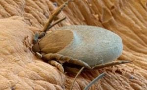 tick alert photo