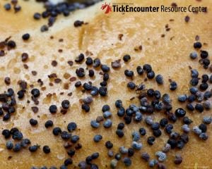 tick on bagel