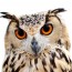 owl XSmall