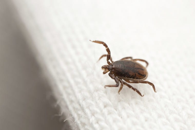 A six-minute plan to rid clothes of ticks | LymeDisease.org