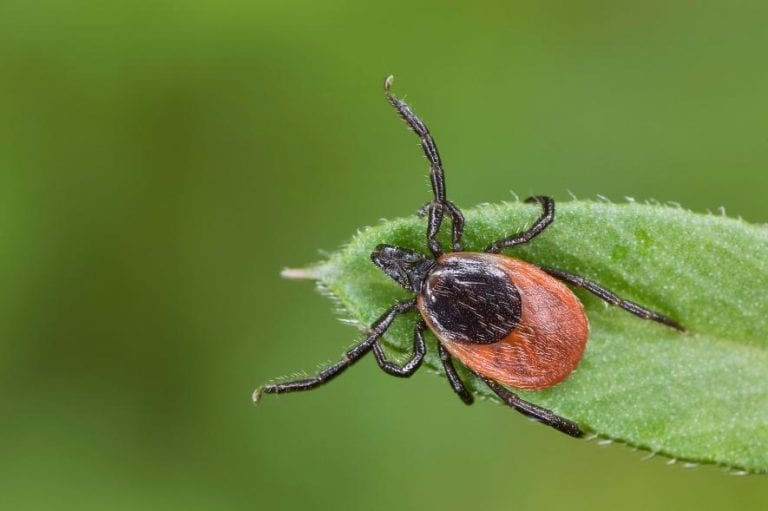 Bloodsucking Ticks Make Cement To Attach To Your Skin