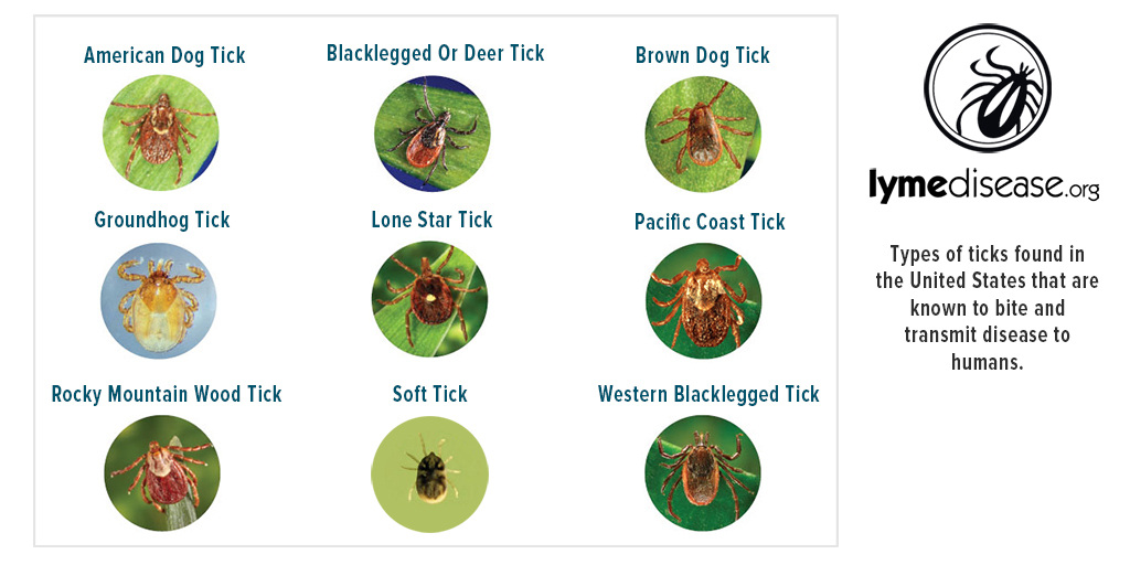 Tw Types Of Ticks 