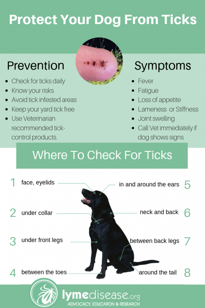 LYME SCI: Found a tick on your dog? What you need to know.