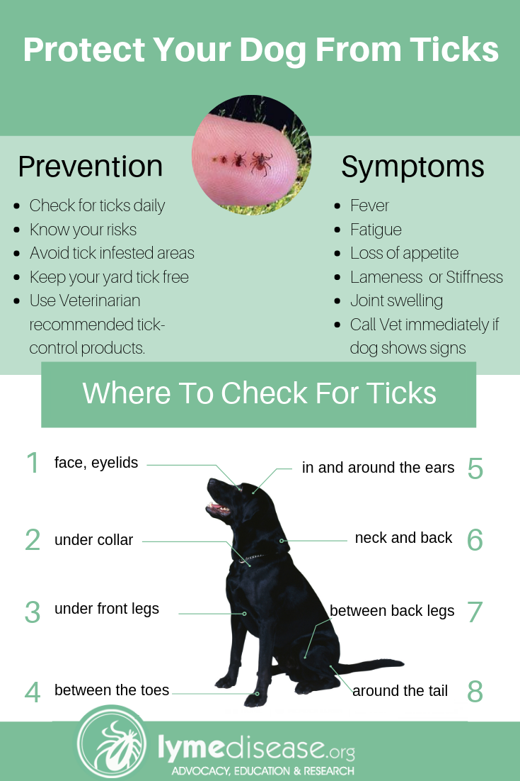 what happens if my dog has a tick