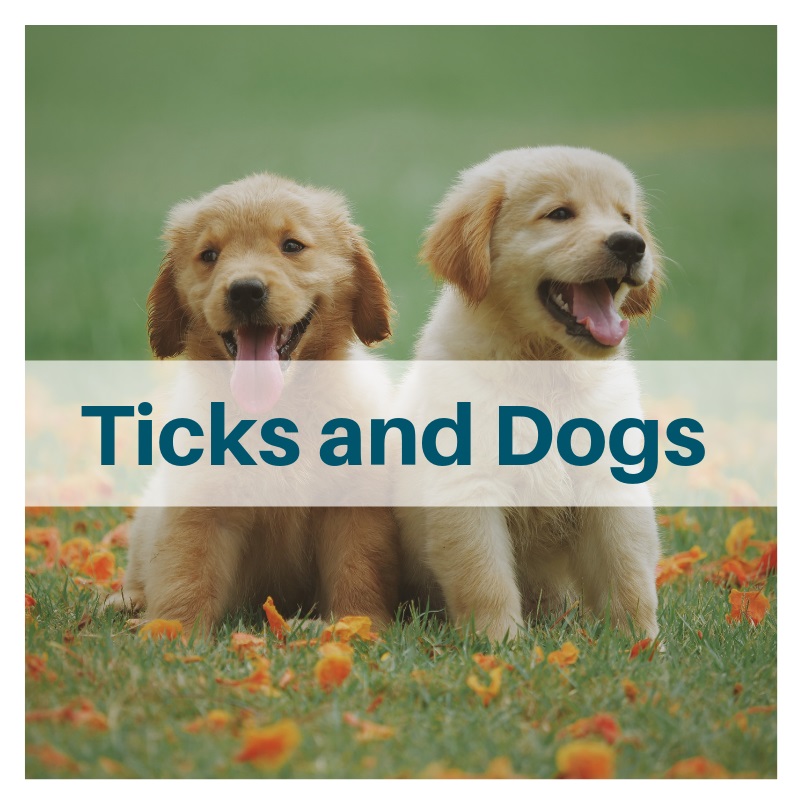 do ticks crawl on dogs