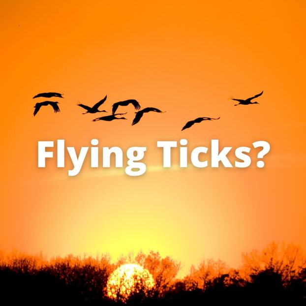 LYME SCI: Migrating birds help spread ticks and Lyme disease