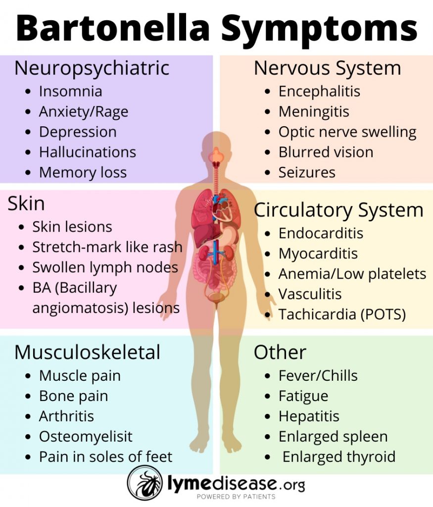 How Prevalent Is Bartonella In People Who Have Lyme Disease?