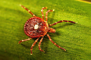 HHS to host another virtual session on tick-borne diseases Jan. 28